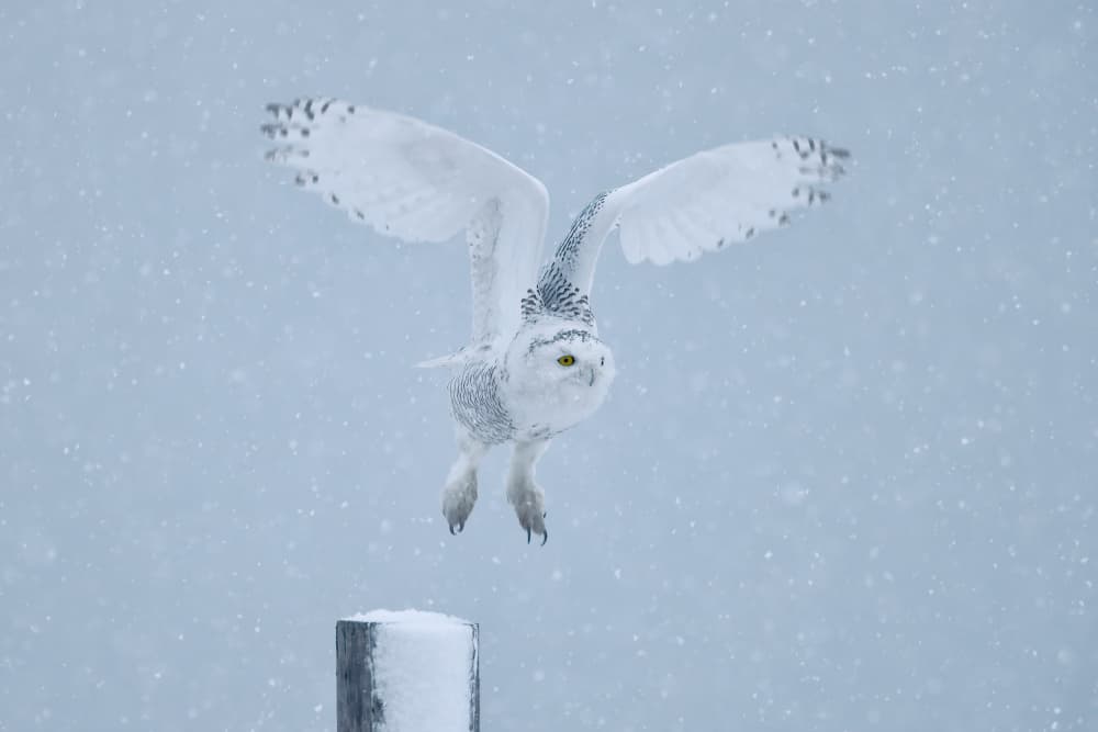 Snowy Owl in Flight by Gavin Lam — canvas wall art