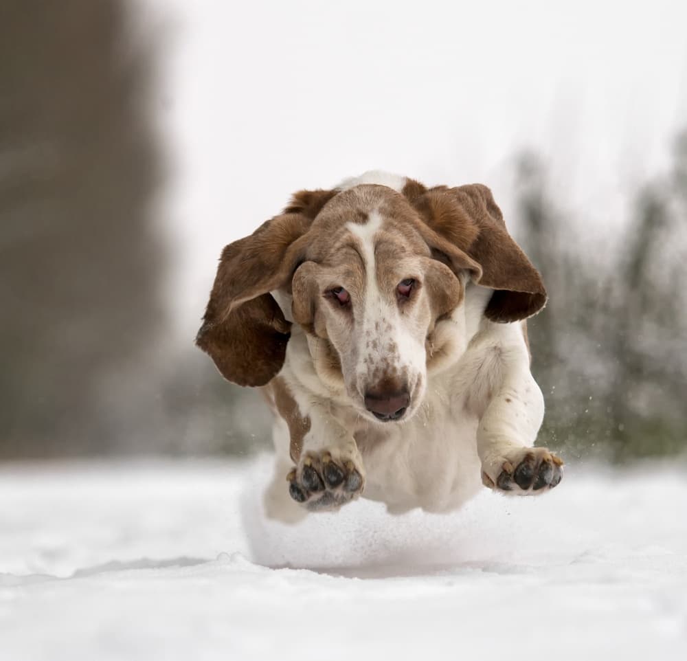 Happy Hound In Snow by Gert van den Bosch — canvas wall art