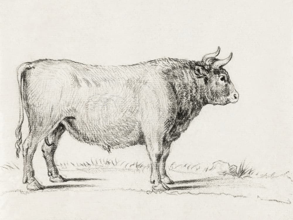 Standing Bull