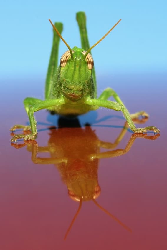 Green Grasshopper Reflection by Jimmy Hoffman — canvas wall art