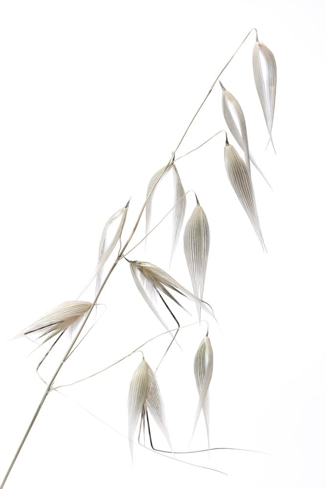Delicate Oat Grains by Thierry Lagandré (Transgressed Light) — canvas wall art