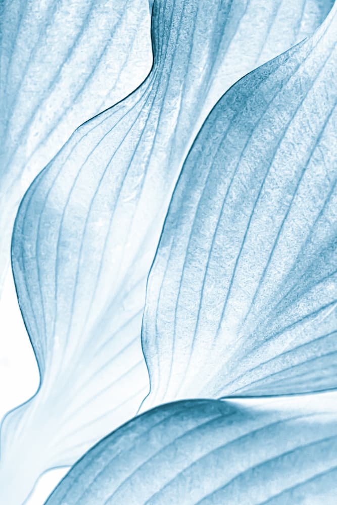 Soft Blue Leaves by Beth Buelow — canvas wall art