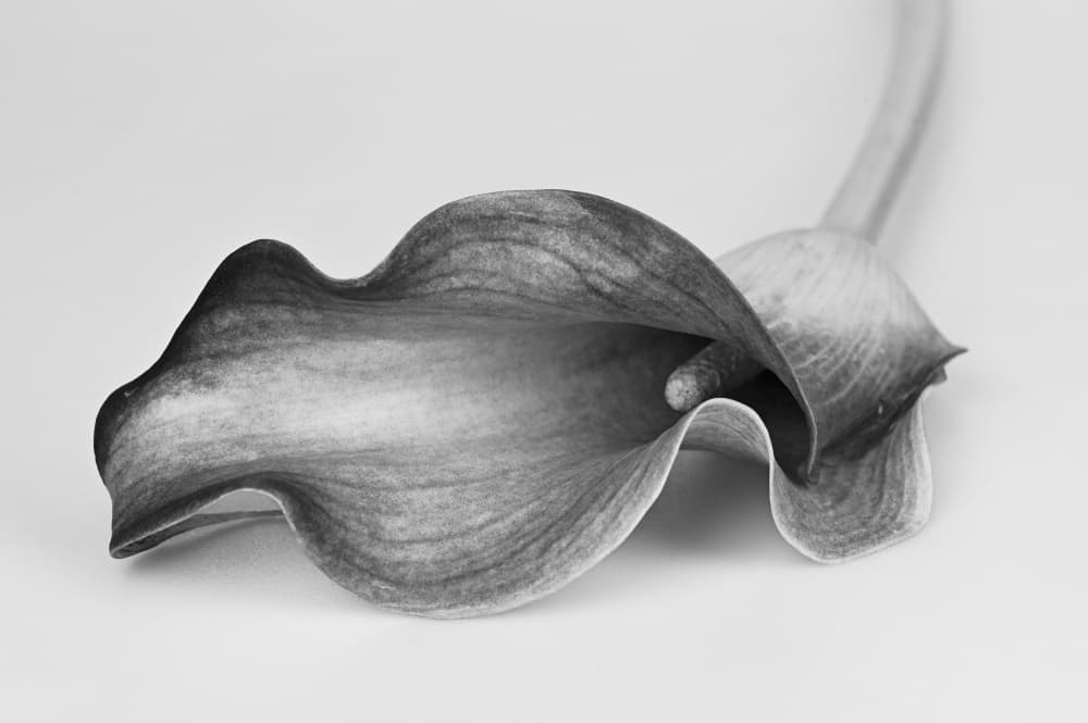 Monochrome Calla Lily by Samar AlBader — canvas wall art