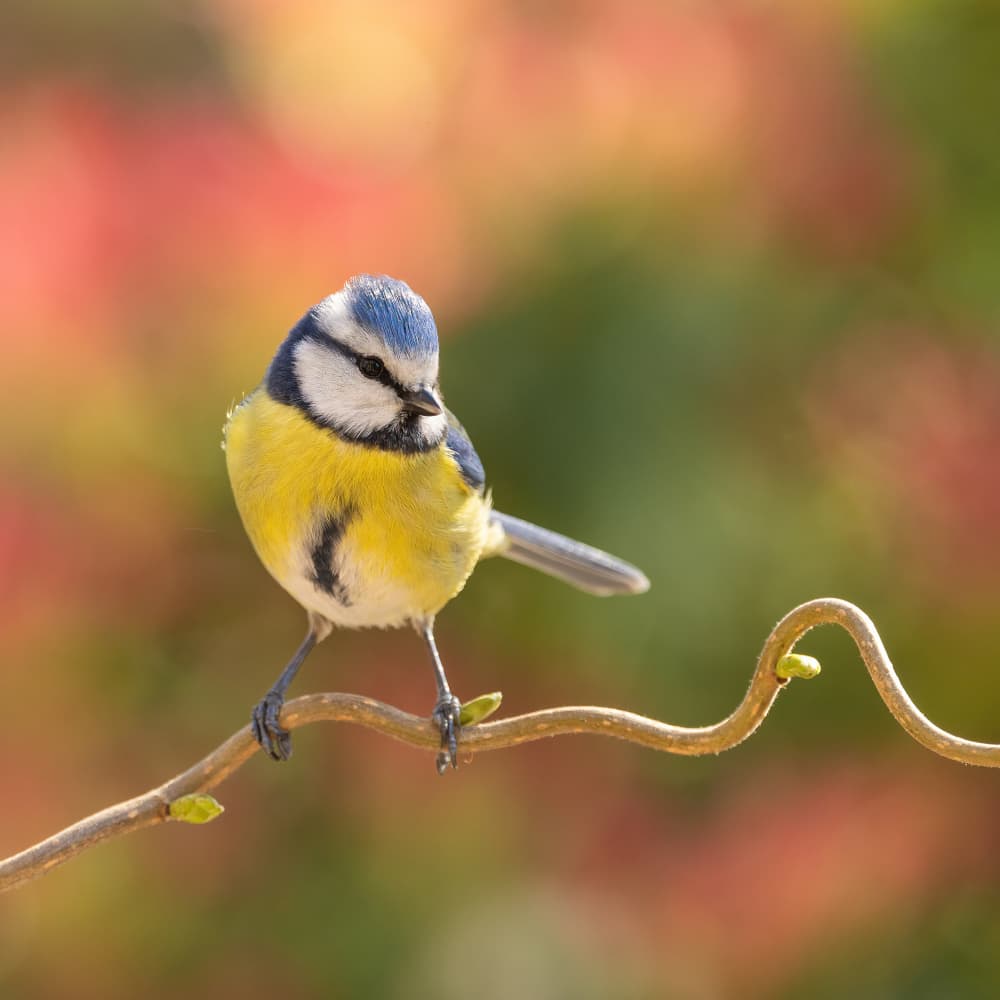 Vibrant Blue Tit by Annie Keizer — canvas wall art