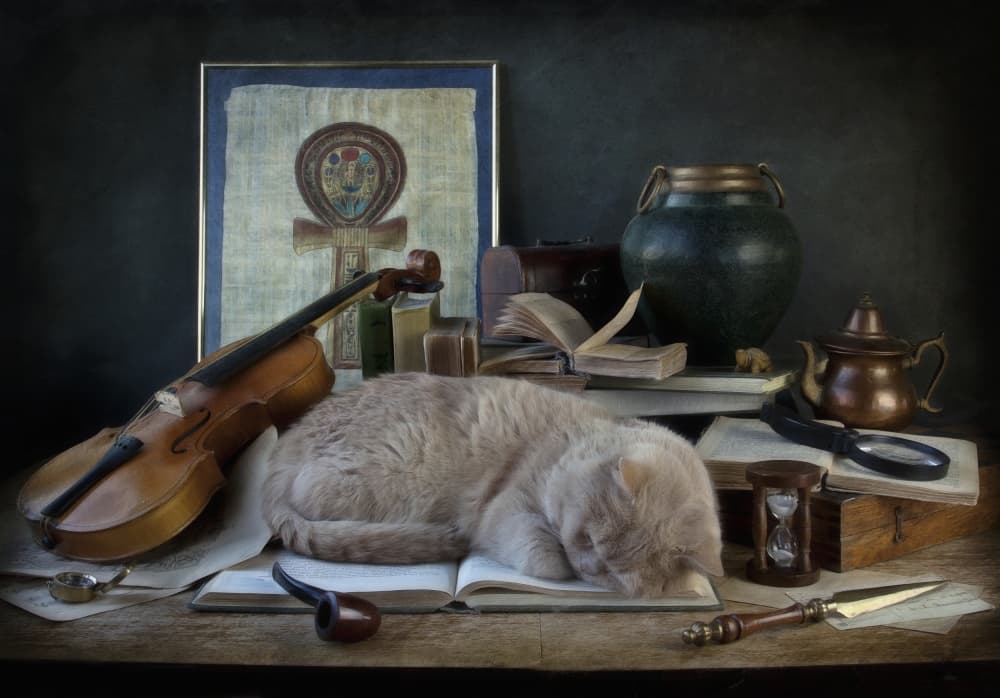 Sleeping Cat's Study by Eleonora Grigorjeva — canvas wall art