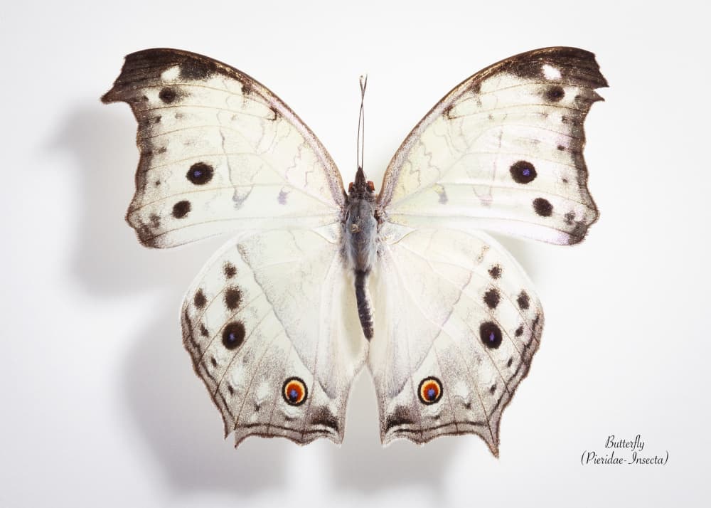 Pristine White Butterfly by Johan Botha "Sabie" — canvas wall art