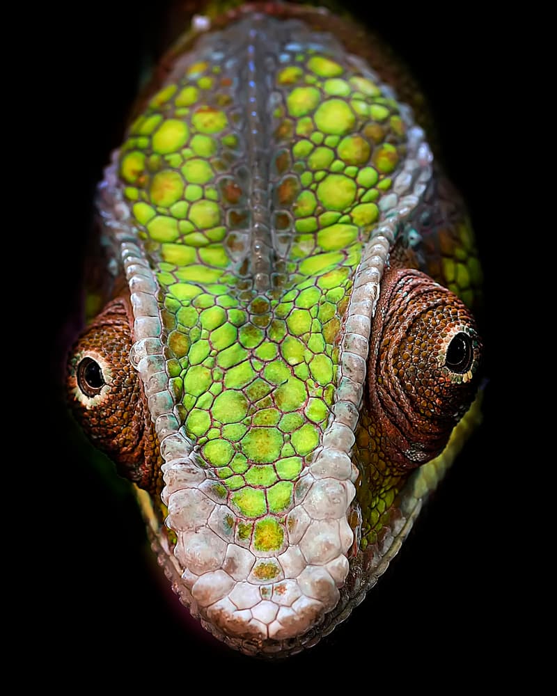 Vibrant Green Chameleon by Fauzan Maududdin — canvas wall art