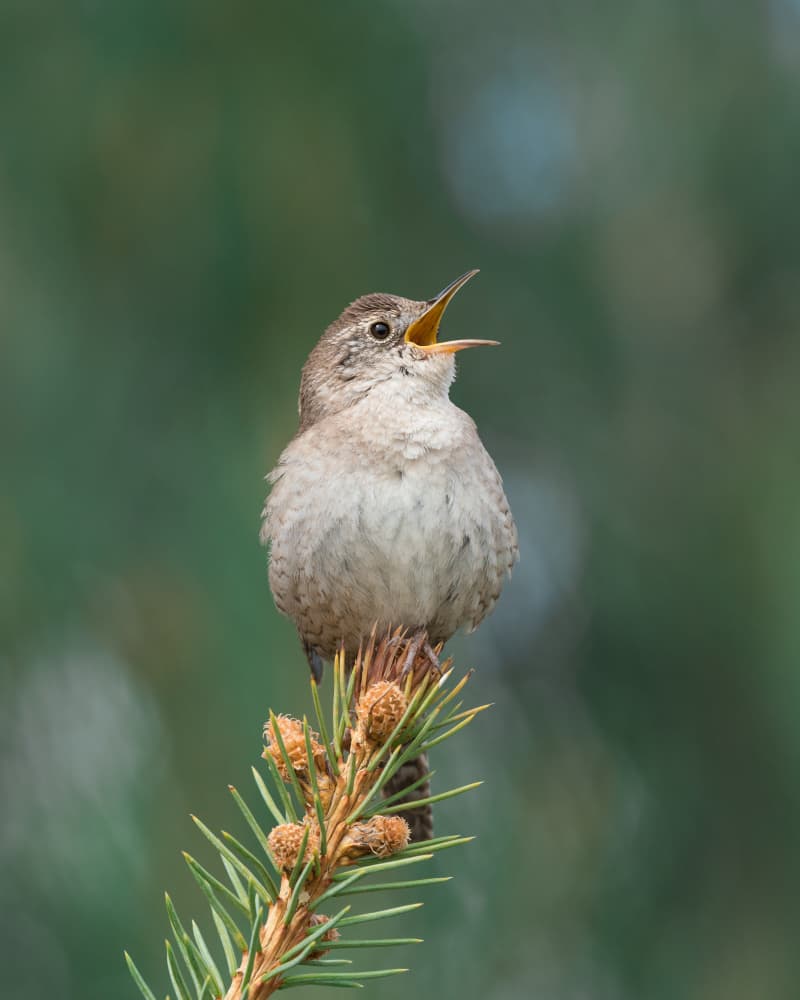 Singing Wren on Pine by Xiang yang Cui — canvas wall art