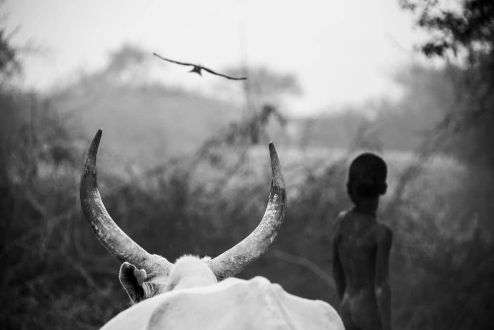 Horns Boy and Bird by Svetlin Yosifov — canvas wall art