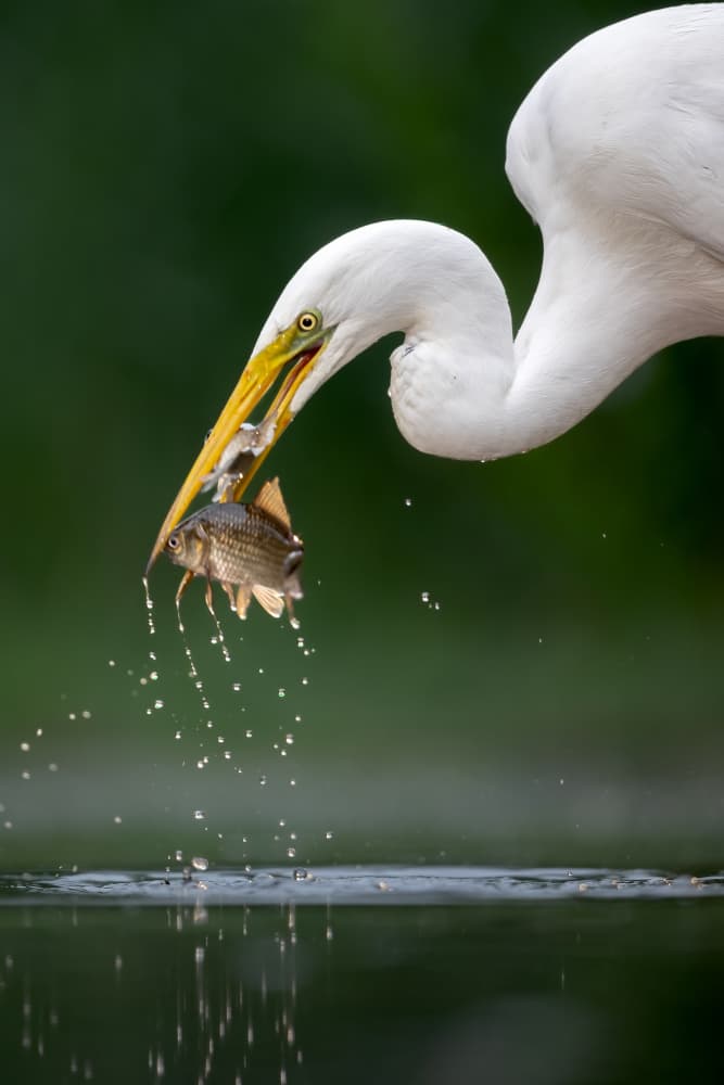 Great Egret Catches Fish by GENNARO DI NOTO — canvas wall art