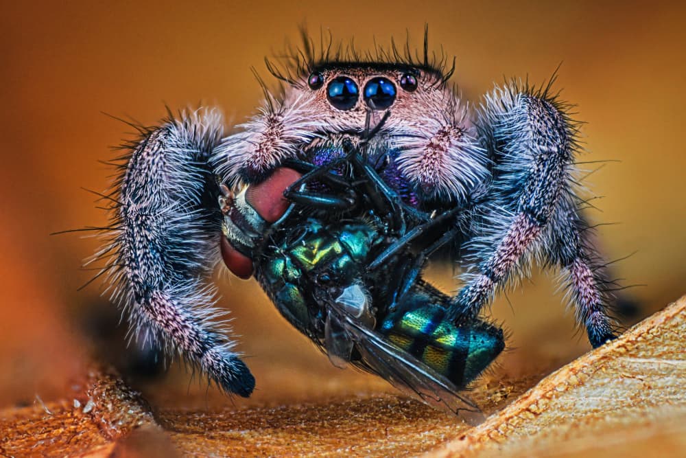 Jumping Spider Eating Fly by Andi Halil — canvas wall art