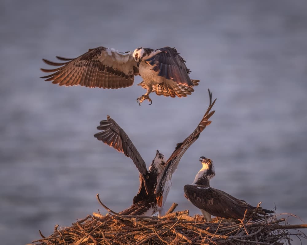 Osprey Nest Landing by Deming W — canvas wall art