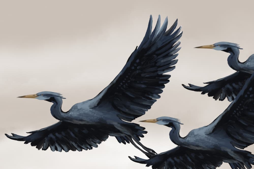 Graceful Flying Herons by Josie George — canvas wall art