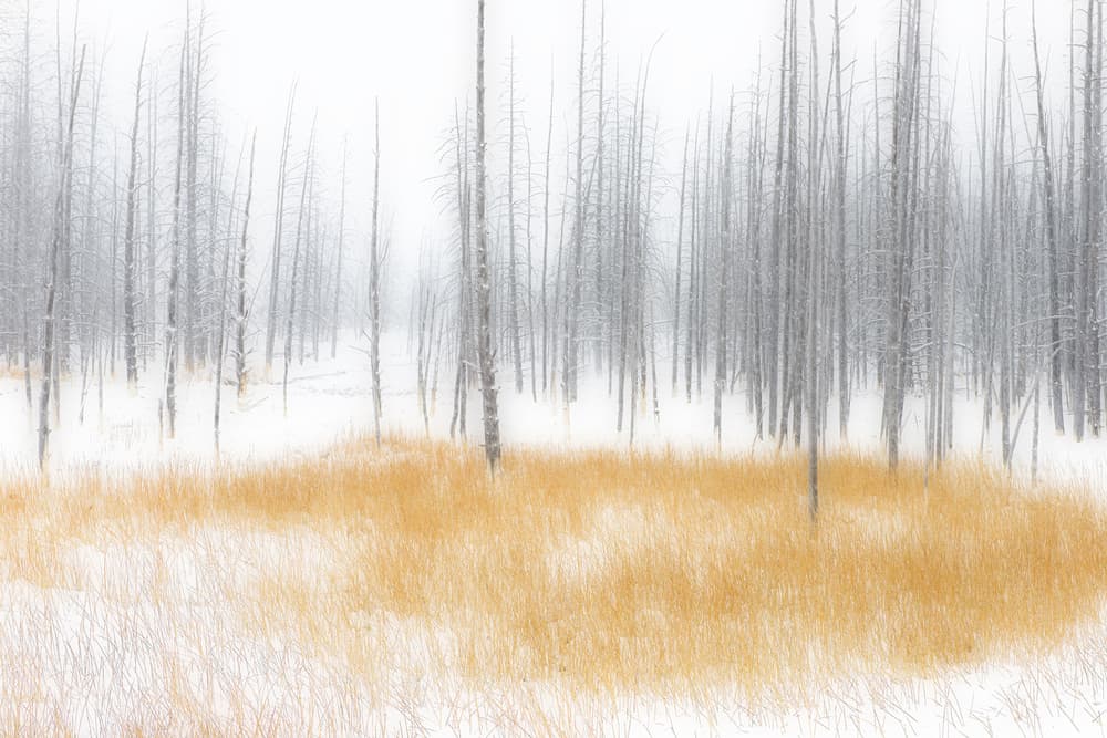 Golden Winter Forest by YY DB — canvas wall art