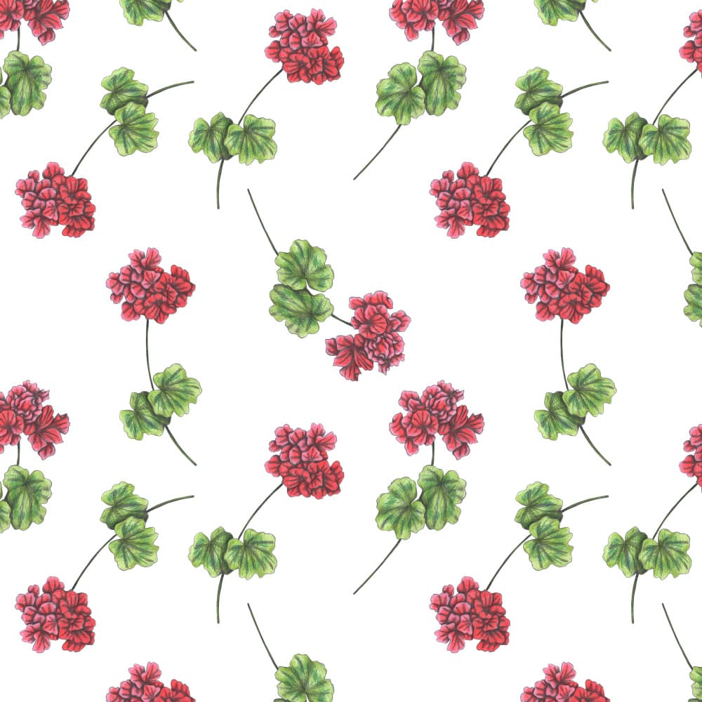 Vibrant Geranium Blooms by Cecilia Battaini — canvas wall art
