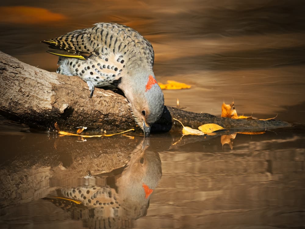 Northern Flicker Drinking Water by Robert Zhang — canvas wall art