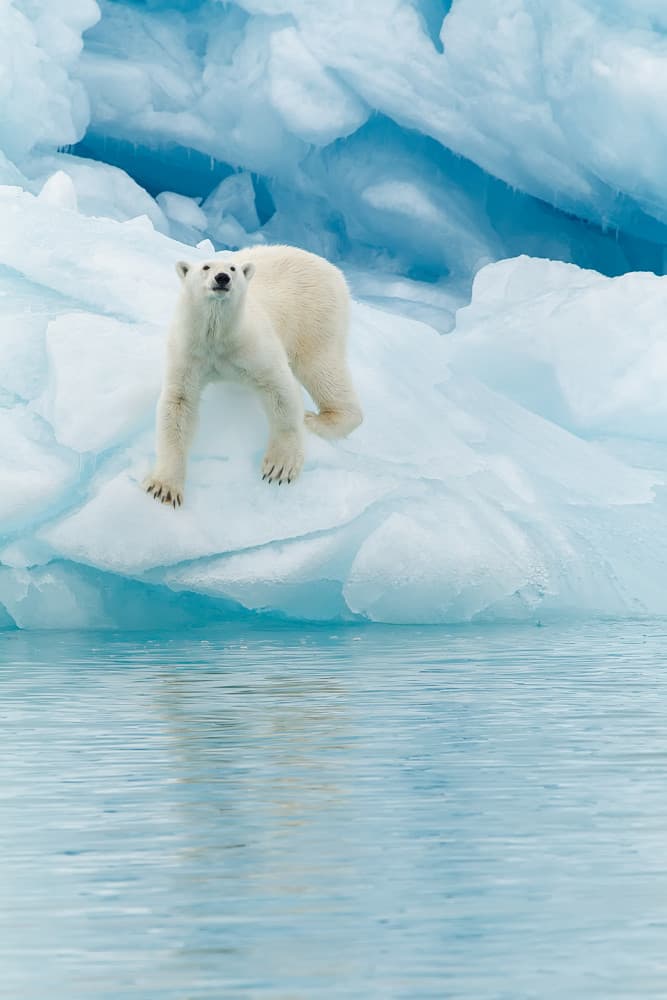 Majestic Arctic Bear