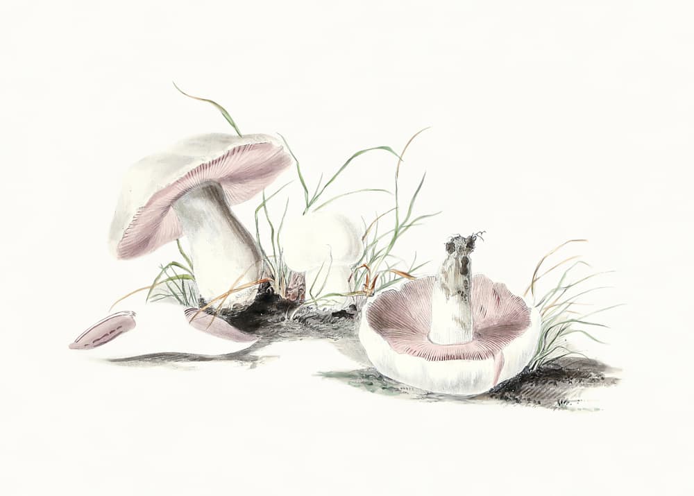 Hand Drawn Field Mushroom by Biodiversity Heritage Library — canvas wall art