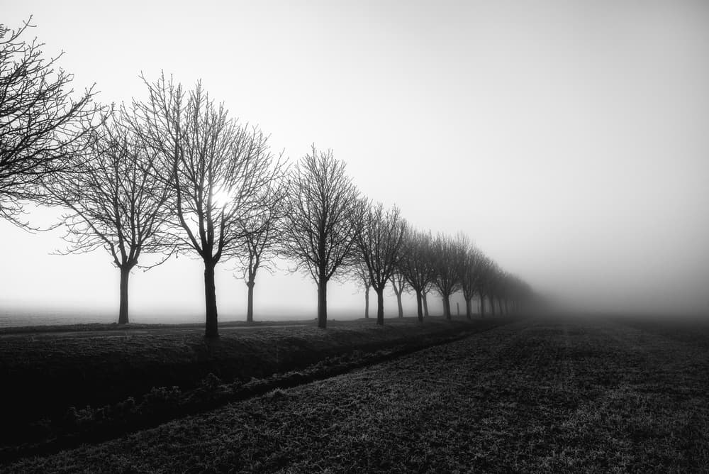 Misty Tree Line by Christophe Staelens — canvas wall art
