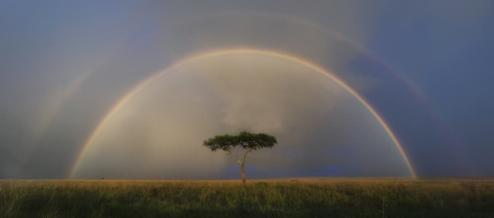 Savanna Tree Double Rainbow by Roberto Marchegiani — canvas wall art