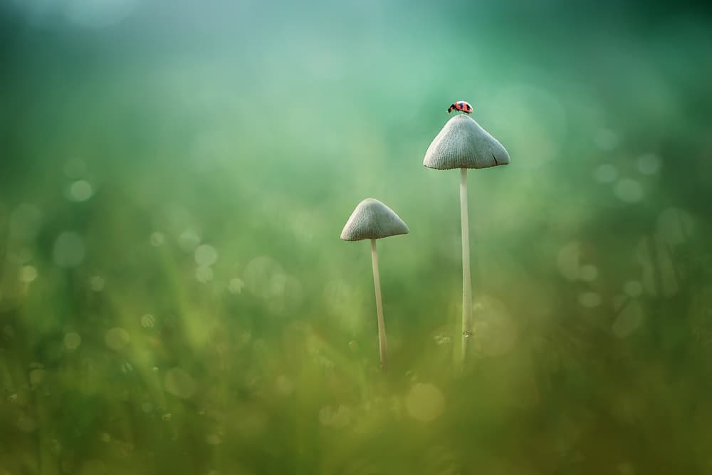Ladybug On Mushroom by Edy Pamungkas — canvas wall art