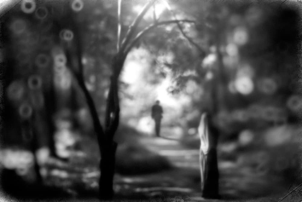 Solitary Forest Walk by Teruhiko Tsuchida — canvas wall art