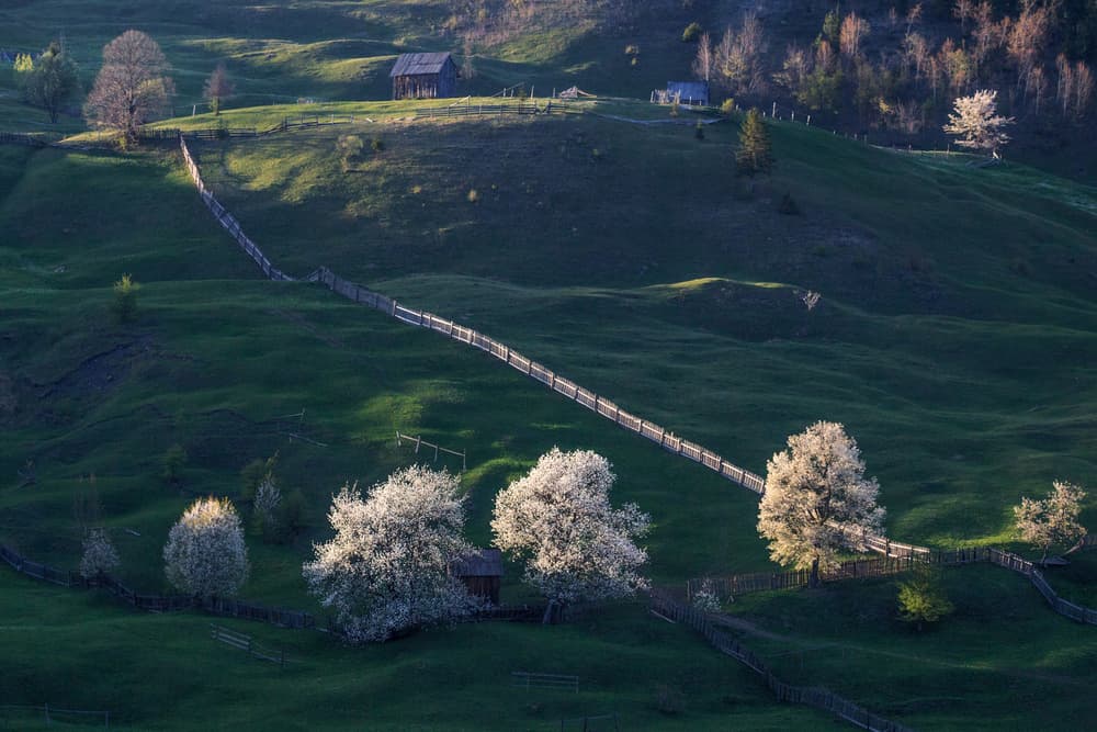 Blossoming Spring Hills by Marina Sveduneac — canvas wall art