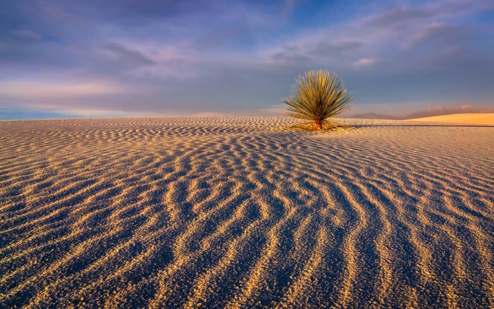White Sands Yucca Sunset by John J. Chen — canvas wall art