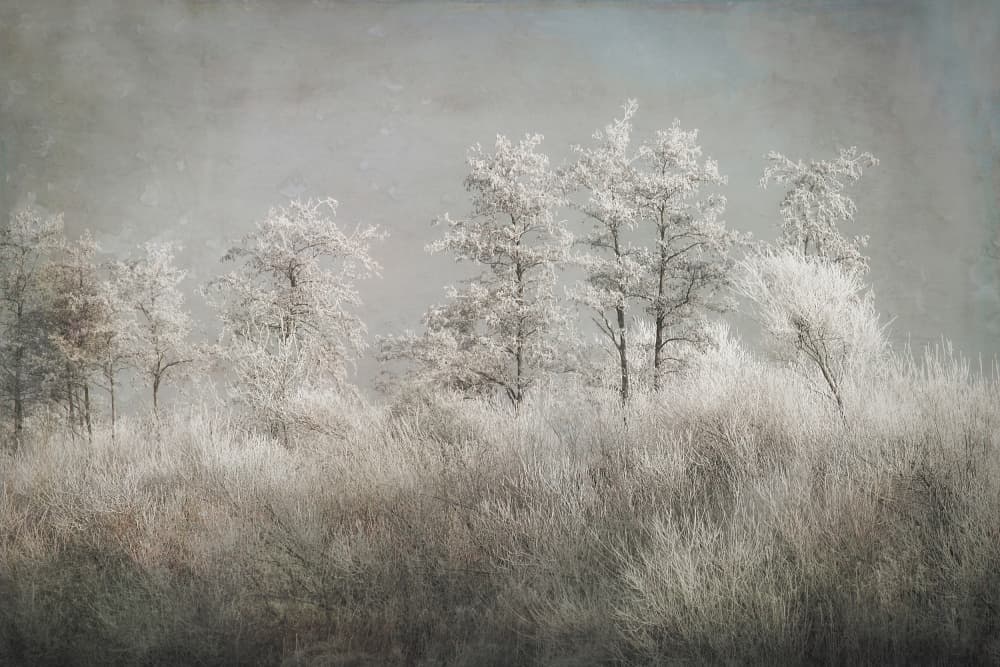 Cold morning by Nel Talen — canvas wall art