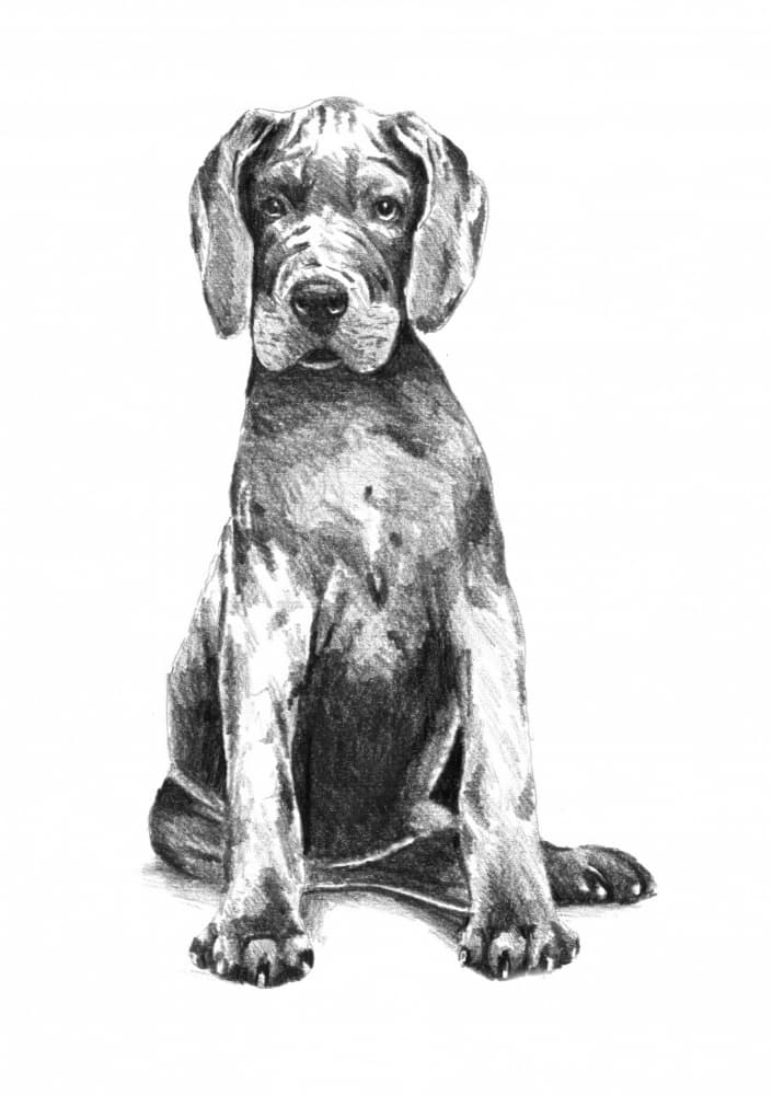 Adorable Great Dane Puppy by Kulik — canvas wall art