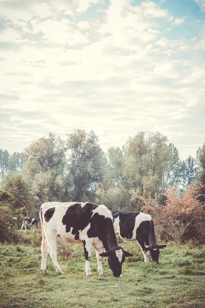 Peaceful Pasture Cows by Aimee Giles — canvas wall art
