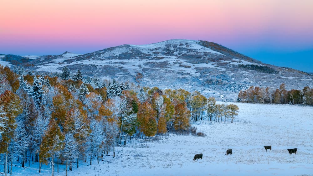 First Snow Fall Colors by John Fan — canvas wall art