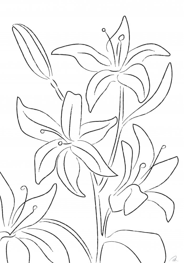 Minimalist Lily Drawing by Pictufy Studio II — canvas wall art