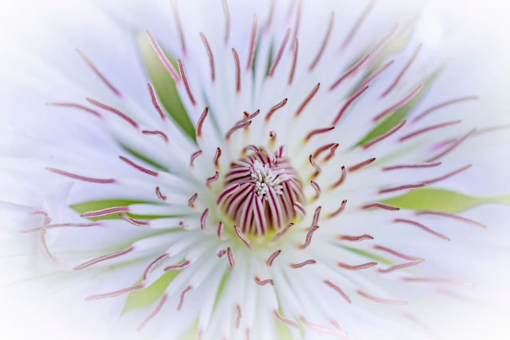 Delicate White Blossom by Hardik Pandya — canvas wall art