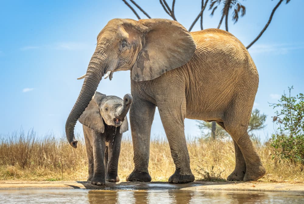 Elephants Drink Together by Jeffrey C. Sink — canvas wall art