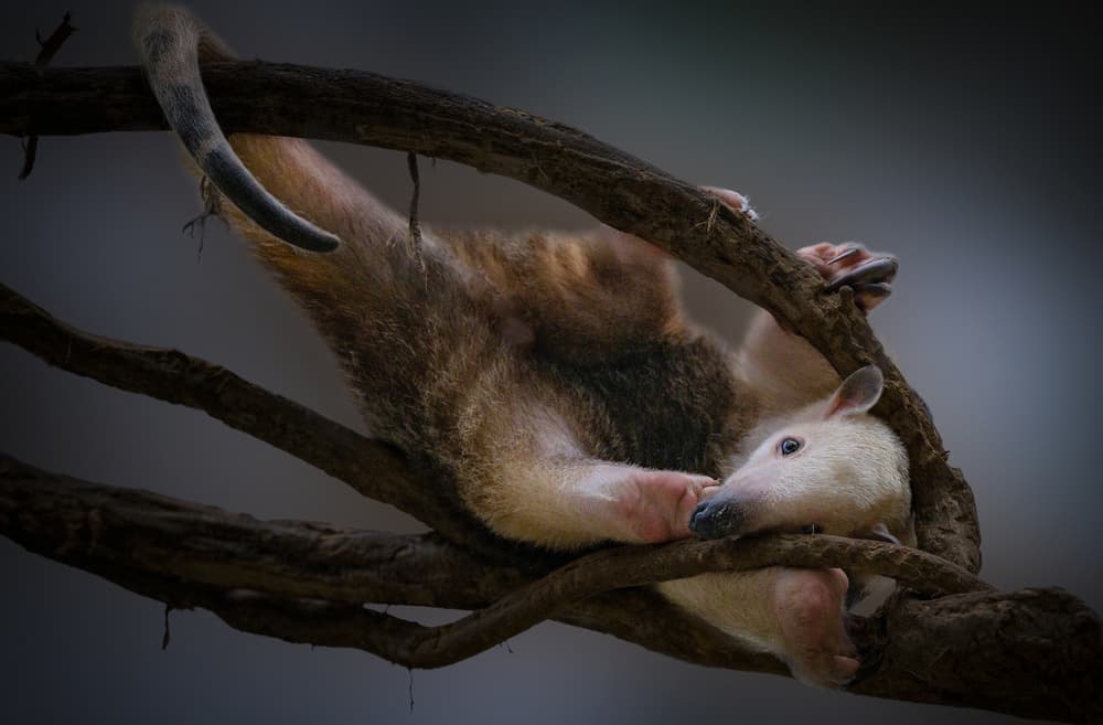 Tamandua Mother And Baby by Jealousy — canvas wall art