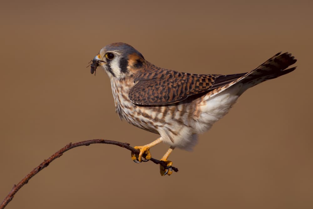 American Kestrel's Catch by Gavin Lam — canvas wall art