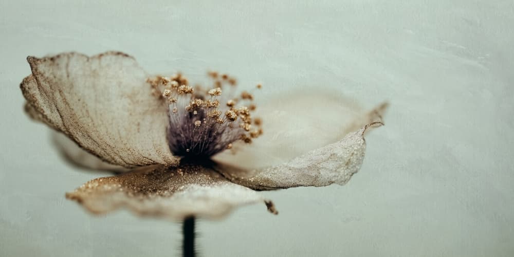 Bloommemoryno02 by Treechild — canvas wall art