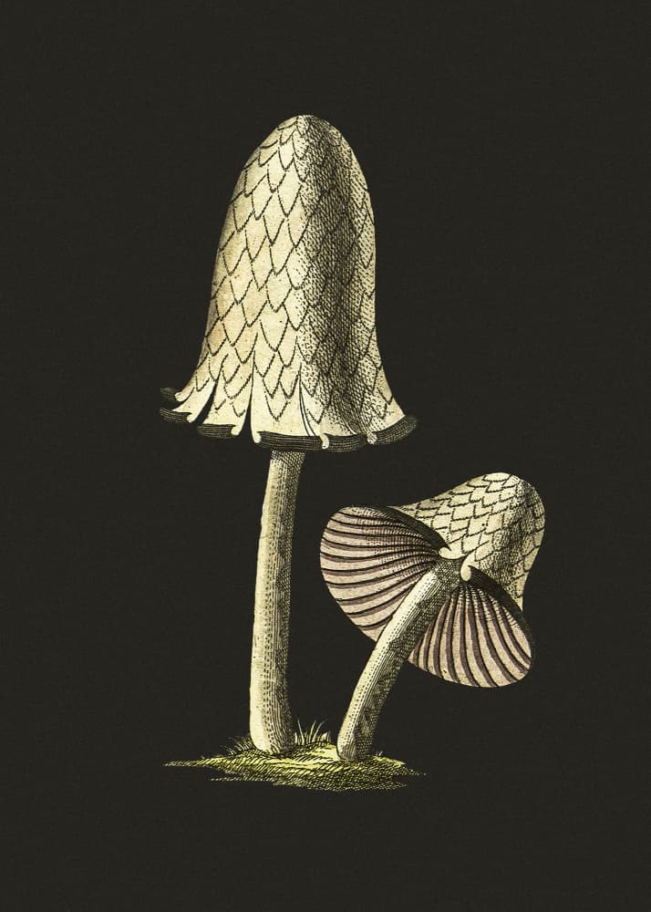 Vintage Inky Cap Edible Mushroom Black Background by Biodiversity Heritage Library — canvas wall art