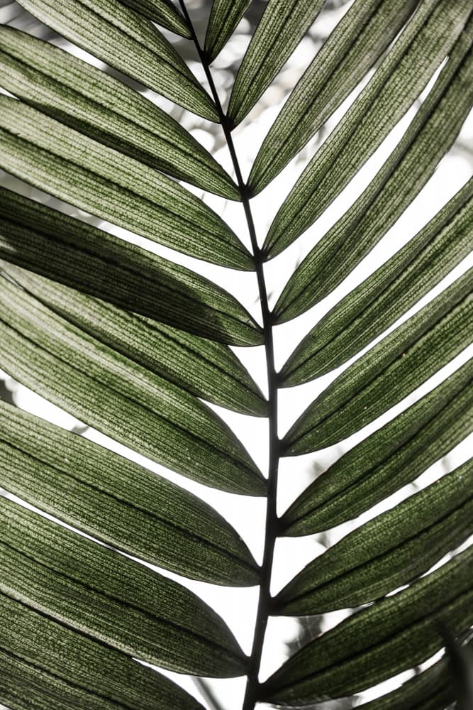 Palm Leaves 24 by Mareike Böhmer — canvas wall art