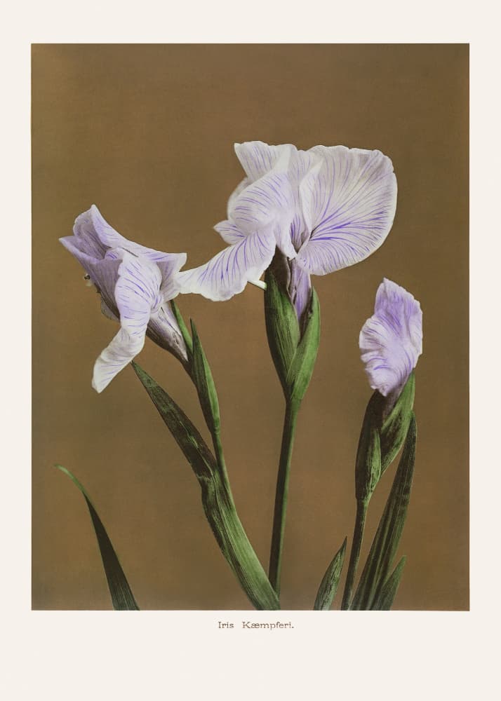 Iris Kæmpferi no2 by Ogawa Kazumasa — canvas wall art
