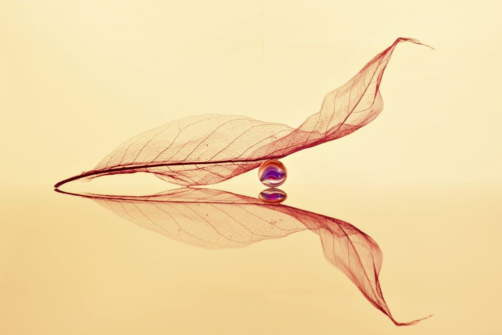 Delicate Leaf Balance by Eyal Amer — canvas wall art