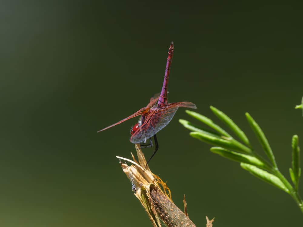 Ruby Red Dragonfly by engin akyurt — canvas wall art