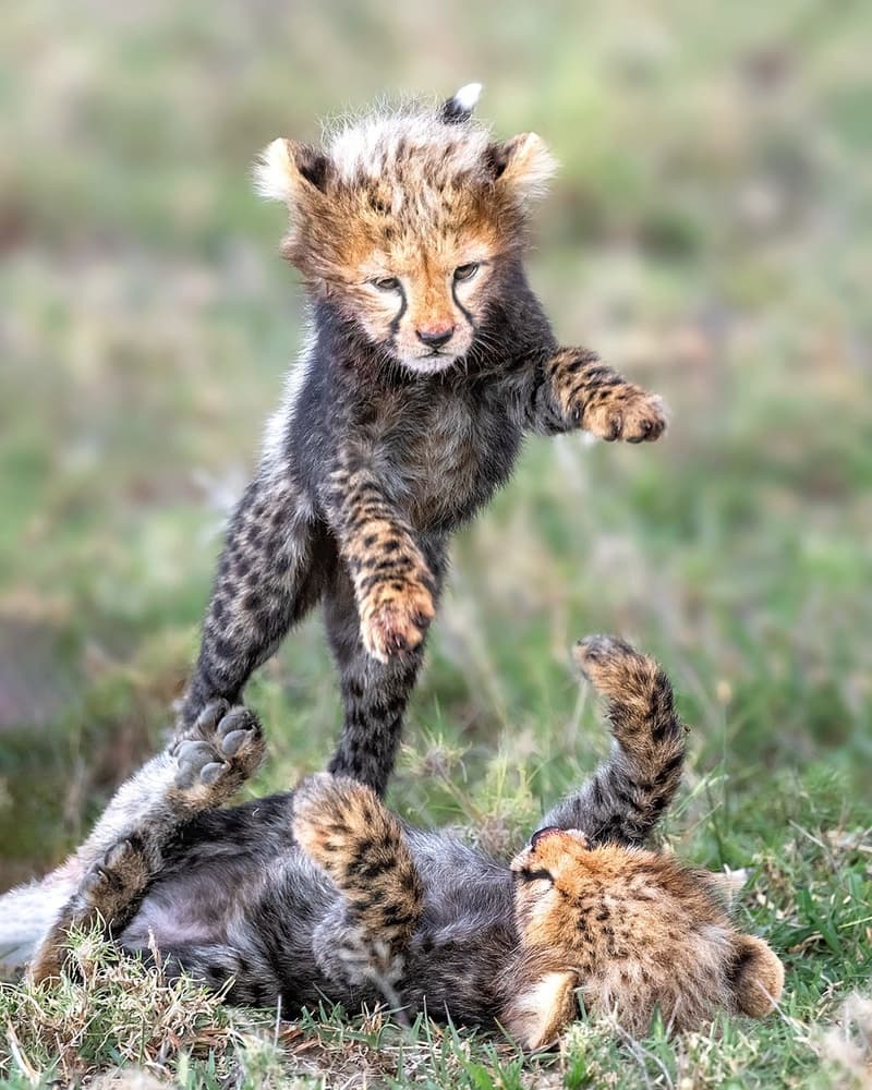 Playful Cheetah Cubs by Annie Poreider — canvas wall art