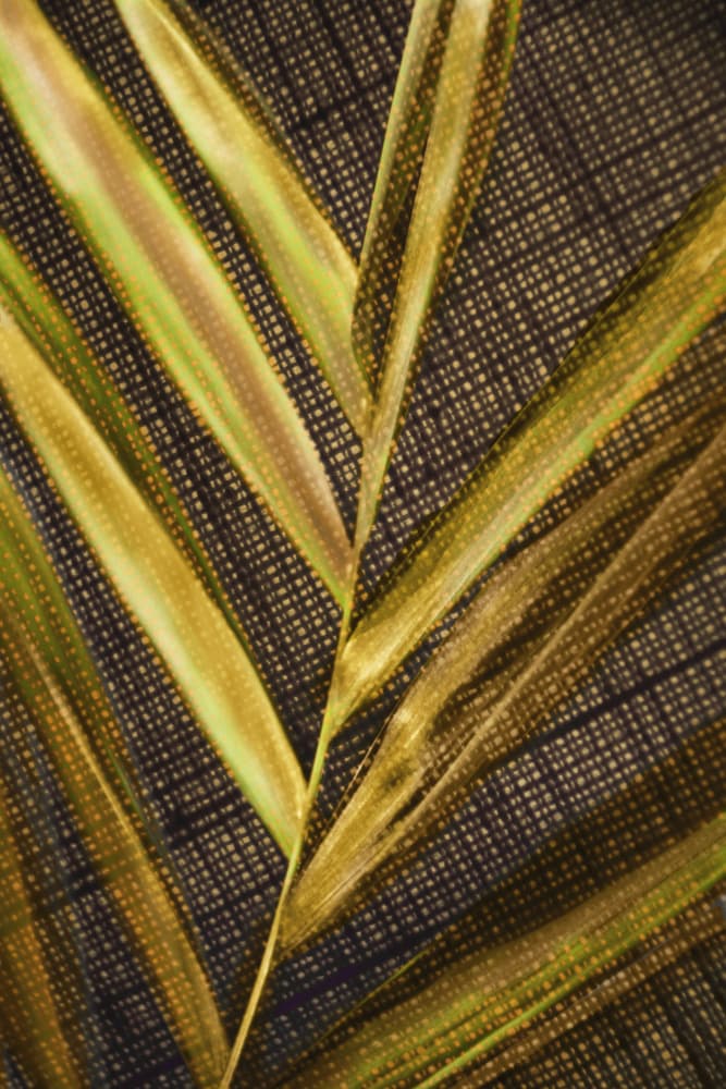 Golden Green Fronds by Christina Sillen — canvas wall art