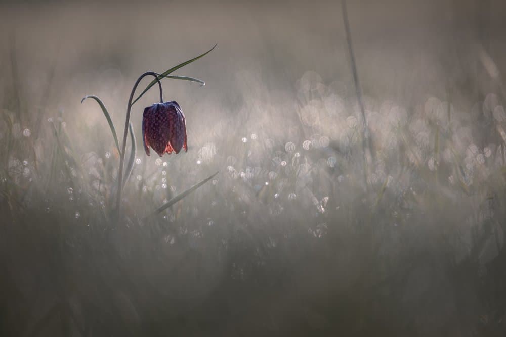 Fritillary Morning Mist by Sebastien Blomme — canvas wall art