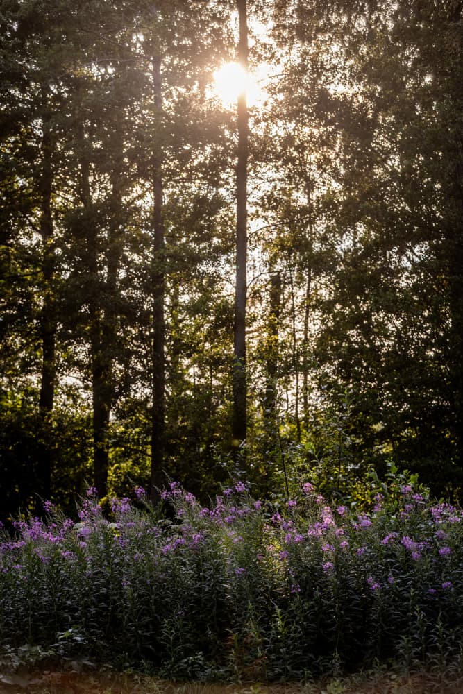 A Swedish Summer 9 by Mareike Böhmer — canvas wall art