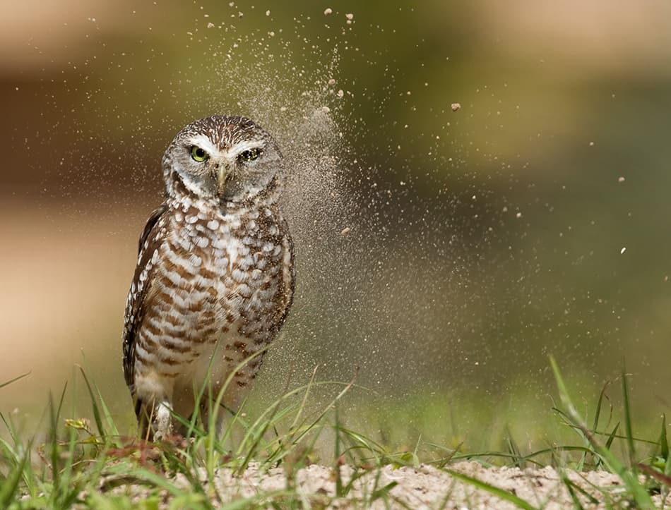 Burrowing Owl Dust Bath by Alfred Forns — canvas wall art