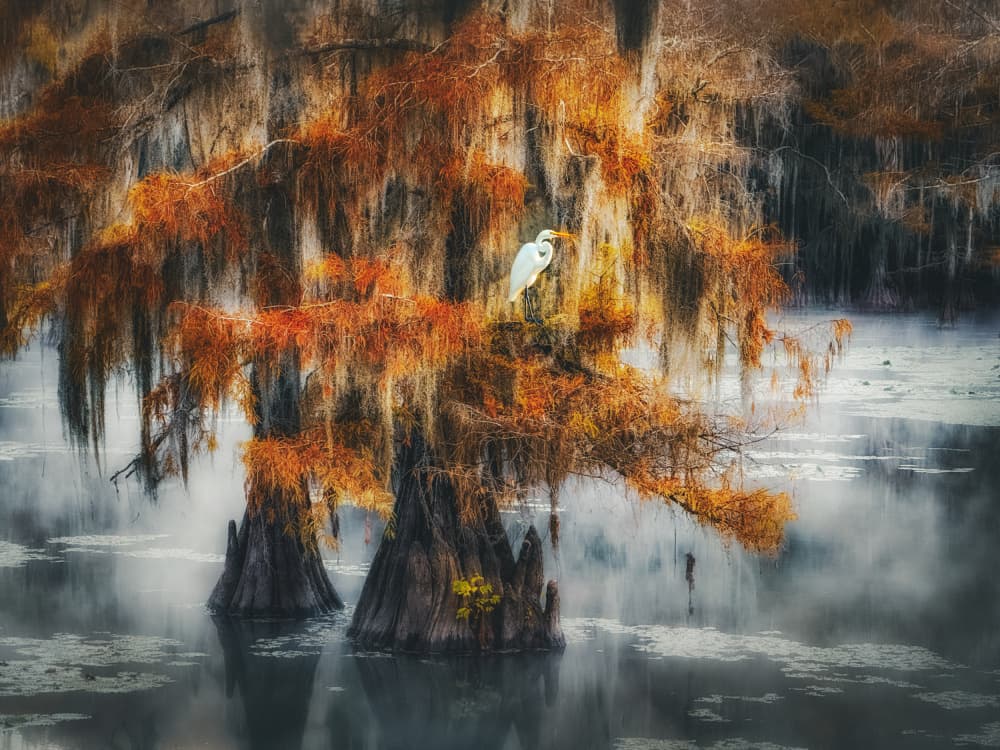 Autumn Cypress Egret by Nichole Chen — canvas wall art