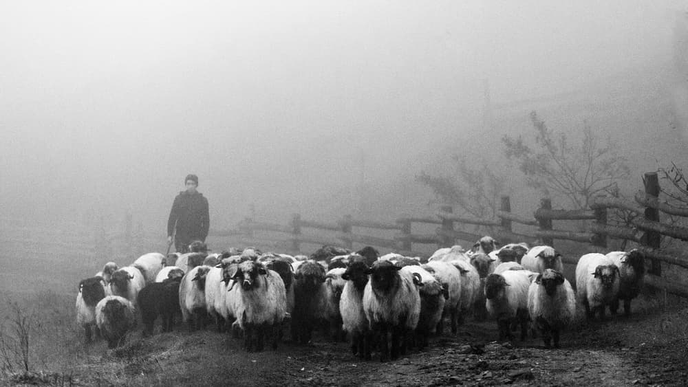 Misty Shepherd and Flock by Sveduneac Dorin Lucian — canvas wall art
